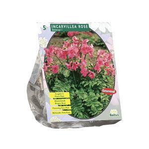 Baltus Incarvillea Delavayi Roze bloembollen per 5 stuks